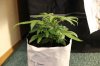 BLUE DREAM_7-16-13 2.jpg