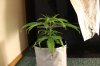 SUPER SILVER HAZE_7-16 13 2.jpg