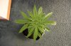 SUPER SILVER HAZE_7-16-13 1.jpg