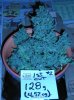 NSR 1st Cut    128g  4.57oz 004.jpg