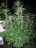 CC day 60 037.jpg