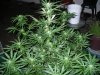 CC day 60 044.jpg