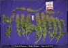 Night Queen Serpent5.jpg Night Queen Serpent5.jpg