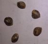 ML seeds.jpg ML seeds.jpg