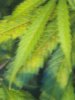 IMG_20130718_123551.jpg