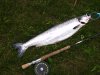 Salmon.jpg