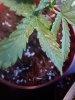 IMG_20130718_205246.jpg