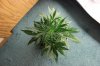 AUTO CHEESE_7-17-13 1 D32.jpg