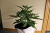 AUTO CHEESE_7-17-13 2 D32.jpg