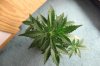 AUTO GREEN POISON_7-17-13 1 D32.jpg