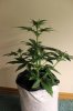 AUTO GREEN POISON_7-17-13 2 D32.jpg