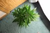 GIRL SCOUT COOKIES_7-17-13 1 D32.jpg