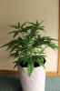GIRL SCOUT COOKIES_7-17-13 2 D32 EDIT.jpg