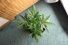 BLUE DREAM_7-17-13 1 D32.jpg