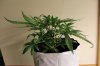 BLUE DREAM_7-17-13 2 D32.jpg