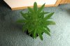 SUPER SILVER HAZE_7-17-13 1 D32.jpg