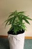 SUPER SILVER HAZE_7-17-13 2 D32.jpg
