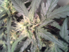 ForumRunner_20130719_034523.png