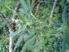 ForumRunner_20130719_034557.png
