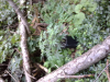 ForumRunner_20130719_035226.png