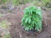 BB x NL (auto) (40) . .jpg