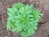 BB x NL (auto) (40) .. .jpg