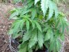 BB x NL (auto) (40) .... .jpg