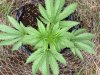 Frisian Dew (photo) (40) ..  .jpg