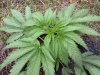 Frisian Dew (photo) (40) ... .jpg