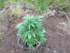 Rapid Afghan (auto) (40) . .jpg