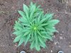 Rapid Afghan (auto) (40) .. .jpg