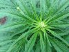 Rapid Afghan (auto) (40) ... .jpg