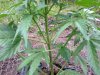 Rapid Afghan (auto) (40) .... .jpg