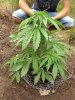 Jack Herer (auto) (40) . .jpg