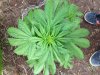 Jack Herer (auto) (40) .. .jpg