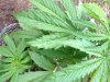 Jack Herer (auto) (40) ... .jpg