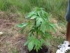 Green Love Poison (photo) (38) . .jpg