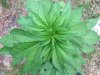 Green Love Poison (photo) (38) ....  .jpg