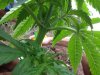 Jack Herer (auto) (40) .... .jpg
