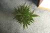 AUTO CHEESE_7-20-13 1.jpg