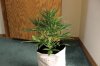 AUTO CHEESE_7-20-13 2.jpg