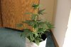 AUTO GREEN POISON_7-20-13 2.jpg