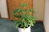 GIRL SCOUT COOKIES_7-20-13 2.jpg