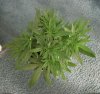 BLUE DREAM_7-20-13 1.jpg