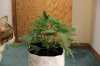 BLUE DREAM_7-20-13 2.jpg
