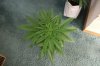 SUPER SILVER HAZE_7-20-13 1.jpg