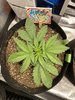 IMG_3558.JPEG