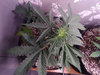 IMG_20210501_213303 (1).jpeg