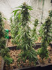 F | T | F Growery: Cultivating In Growpito(Cancelled Due To Pest)