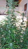 100_1373.JPG
